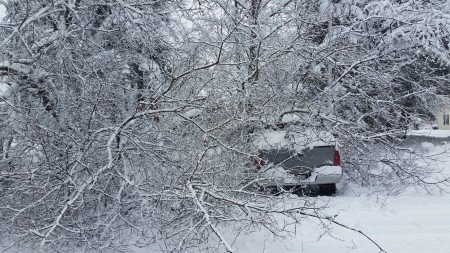 A tree covers Bill Ashby's truck at the University of Maine at Fort Kent on Thursday, Dec. 1, 2016. (Photo courtesy of Shelagh Van Anglen)