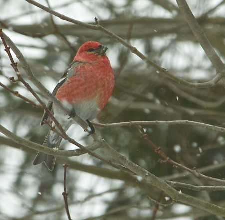 A pine grosbeak, one of the largest and rarest of the winter finches, in Fort Kent in the winter of 2017. (Julia Bayly | BDN )