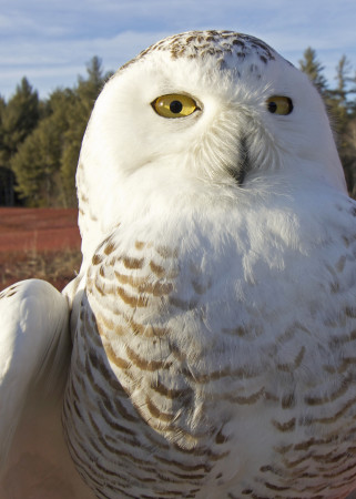 A snowy owl wearing a high tech GPS transmitter is held by biologists for a couple minutes on Feb. 23, before being released in blueberry barrens in Cherryfield. The owl, which was captured at Portland Jetport, is the second owl in Maine to become part of Project SNOWstorm, a collaborative research effort to learn more about the species and their migrations. (Aislinn Sarn | BDN)