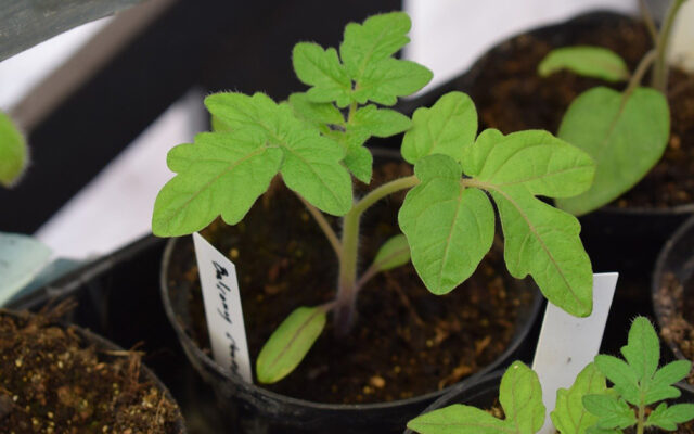 UMaine Extension offers free tomato seedlings June 3–4 - Vimarsana News