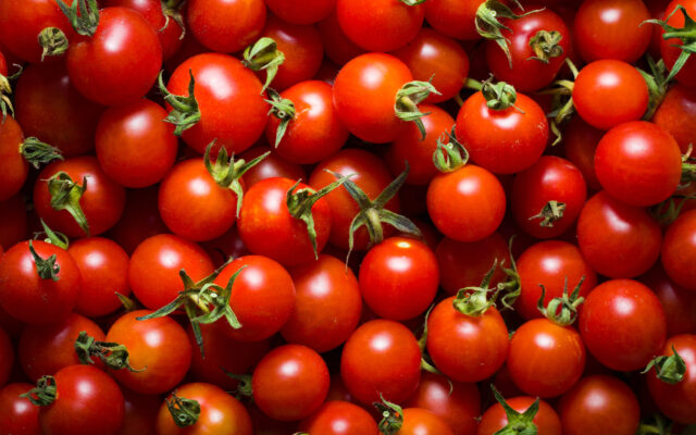 One Tomato distribution, Master Gardeners annual plant swap, UMFK Sustainability Club plant sale - Vimarsana News
